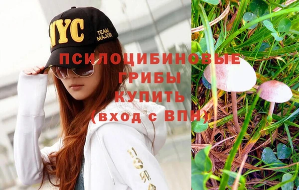 PSILOCYBIN Михайлов